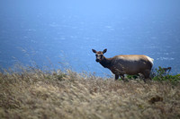A Tule Elk in Point Reyes.