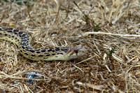 A Gopher Snake