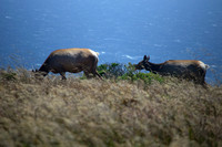Tule Elk in Point Reyes