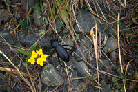 Beetle and Flower