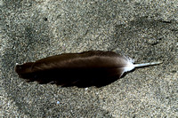 Feather on the Sand