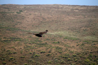 Turkey Vulture Soaring