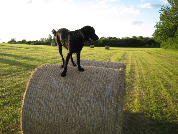 Jessie on a hay-roll