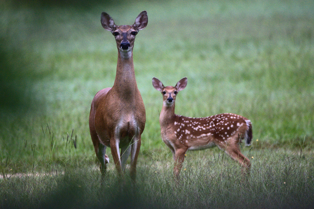 Deer and her fawn.