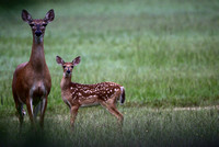 mother and fawn