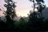 jungle sunrise