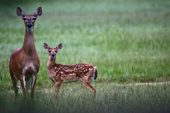 Mother and Fawn, for direct comparison