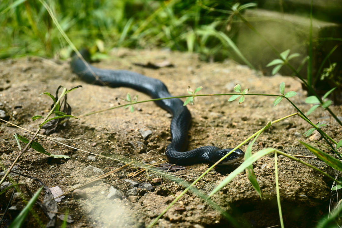 A black rat snake on our path