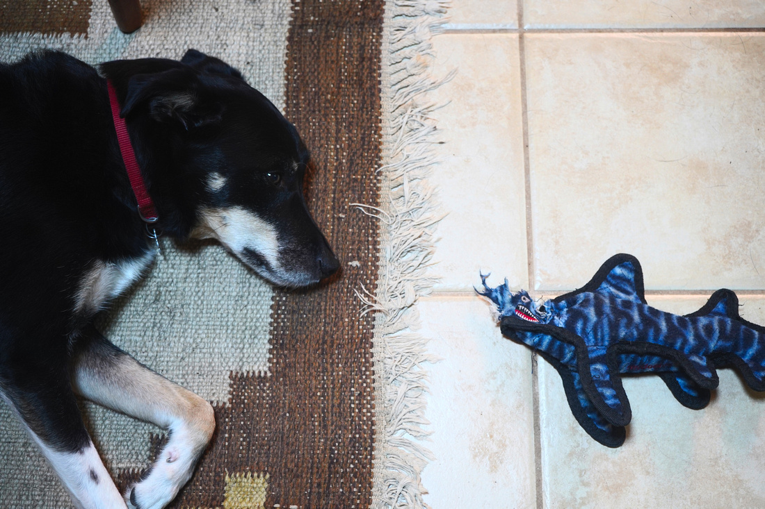 a dog looking at his partially chewed shark toy