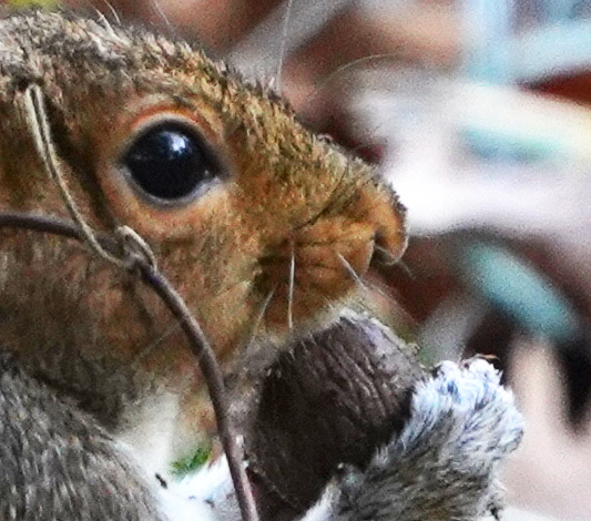 squirrel_eye