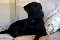 Pet Photography